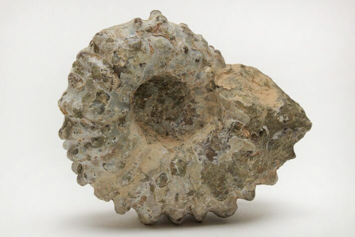 Bumpy Ammonite (Douvilleiceras) Fossil - Madagascar #205023